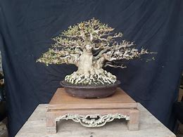 Harga Pohon Bonsai Anting Putri